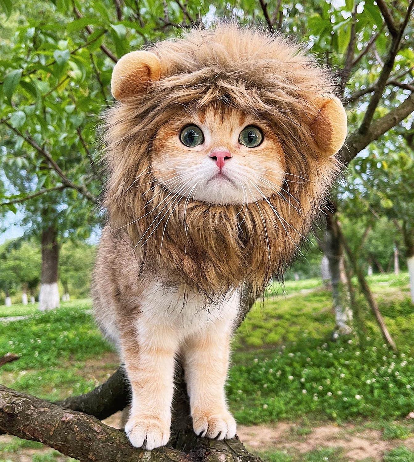 Cat Lion Costume